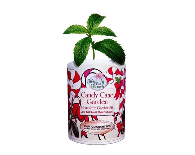 Candy Cane Garden Can