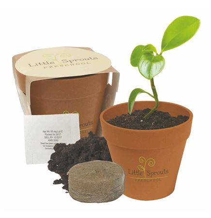 Mini Bamboo Blossom Kit w/ Seeds & Pot